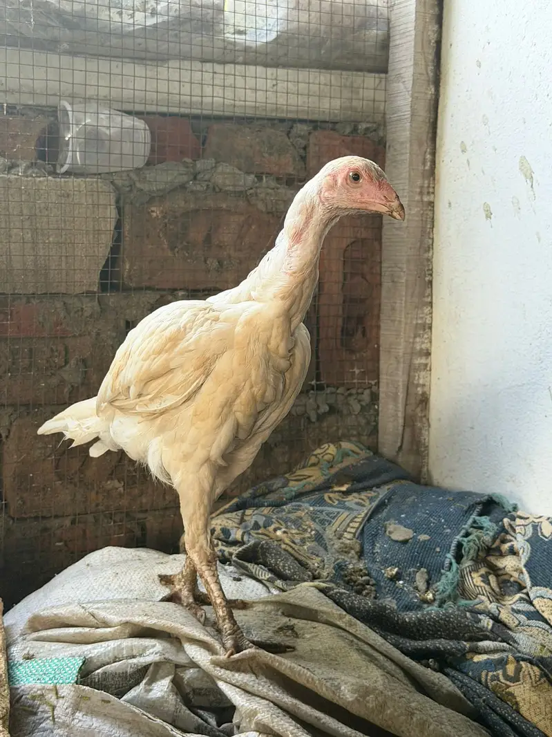pure white paper Heera aseel |Mianwali Aseel| Aseel breeder _pathy — photo 11