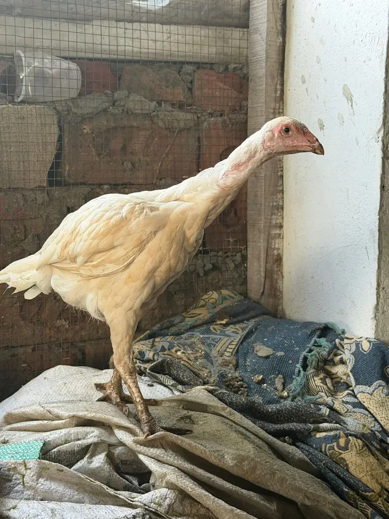 pure white paper Heera aseel |Mianwali Aseel| Aseel breeder _pathy — photo 12