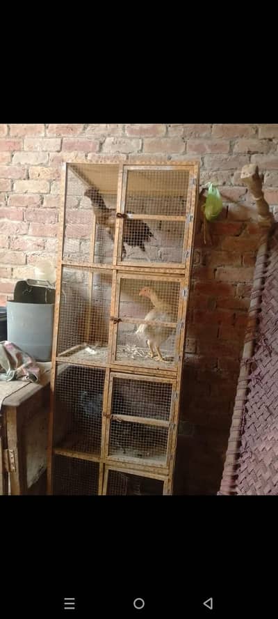aseel hen cage 03014237451