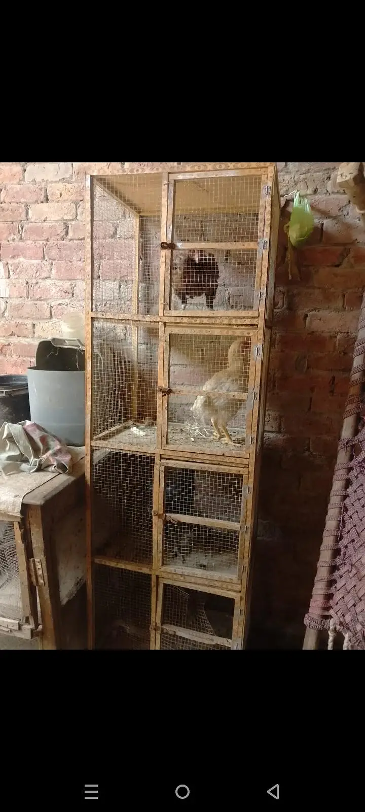 aseel hen cage 03014237451 — photo 2
