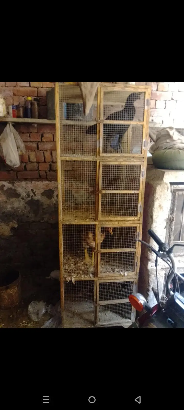 aseel hen cage 03014237451 — photo 3