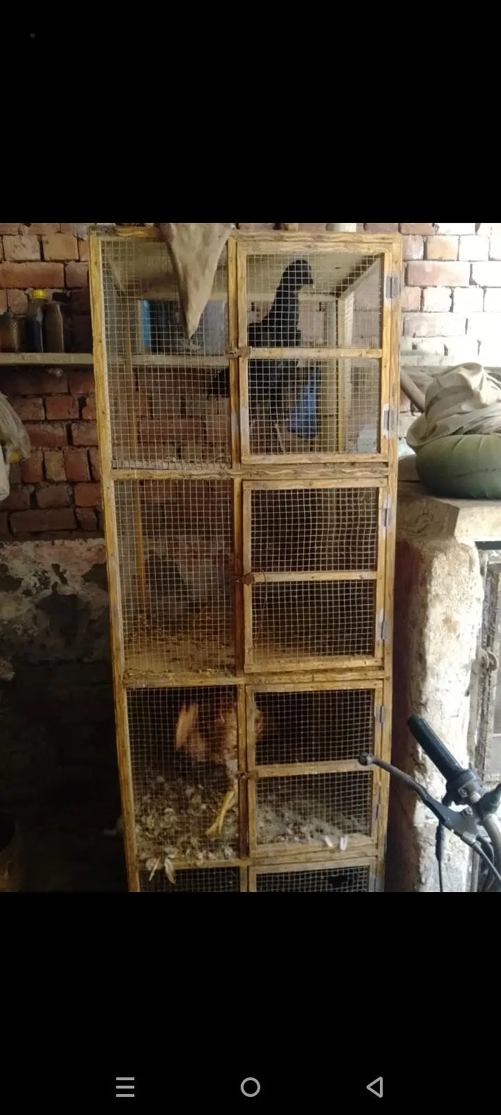 aseel hen cage 03014237451 — photo 4