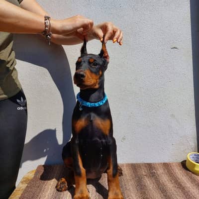 American Doberman puppies | Doberman Puppy | Dog for sale