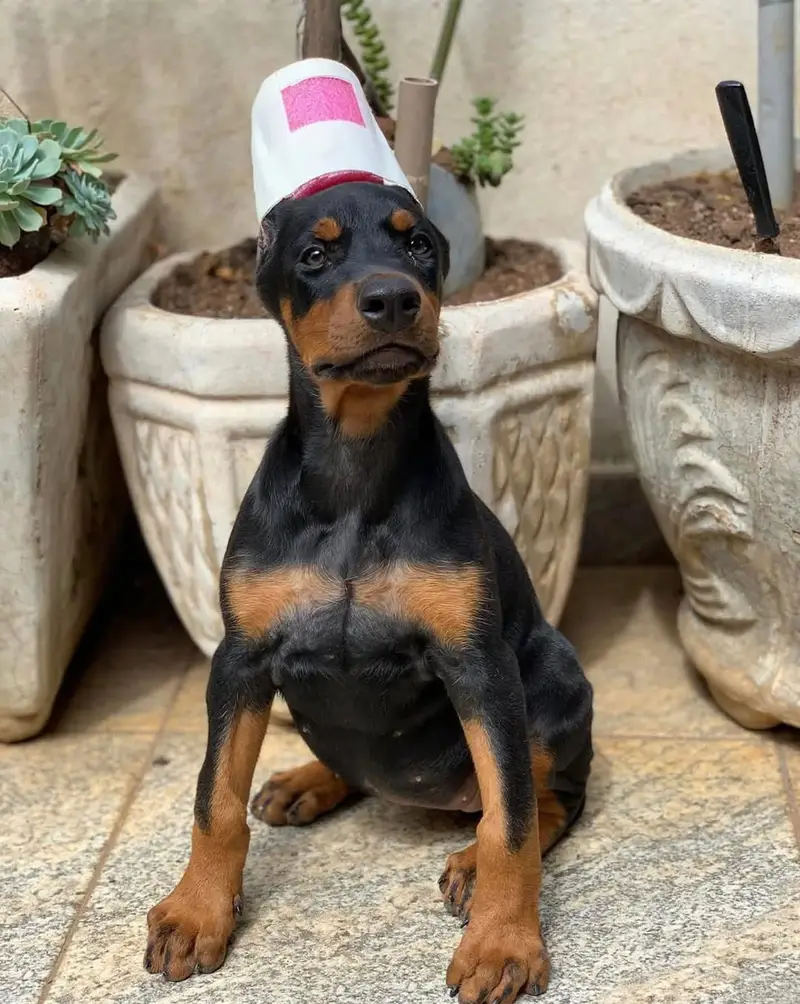 American Doberman puppies | Doberman Puppy | Dog for sale — photo 2
