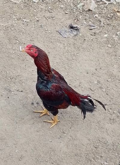 Aseel Jawa male For Sale