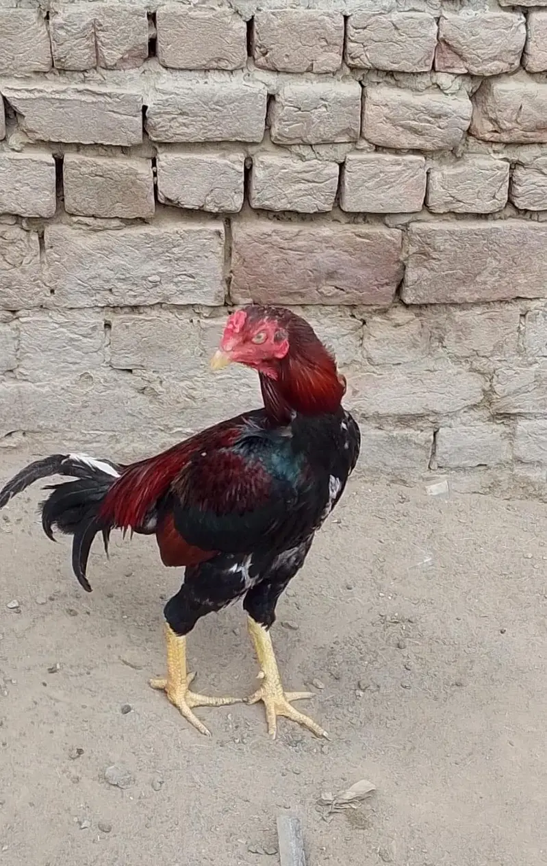 Aseel Jawa male For Sale — photo 2