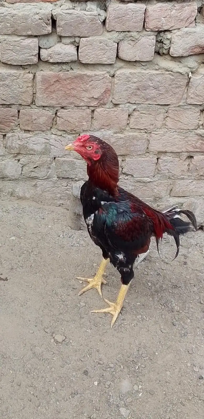 Aseel Jawa male For Sale — photo 3