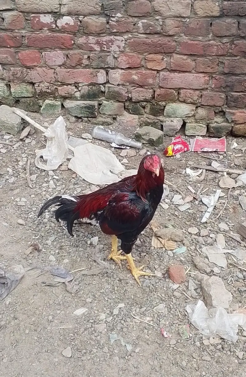 Aseel Jawa male For Sale — photo 4