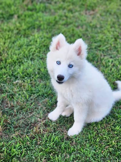 White Husky Puppy | Wolly coat | Husky Puppies | Dog for sale