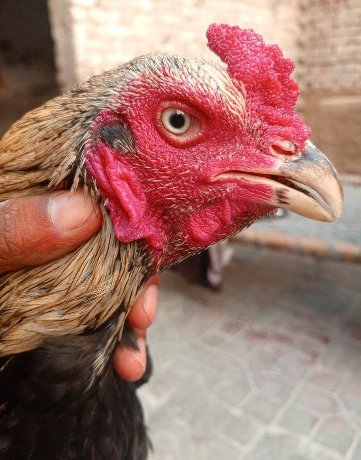 hen ooo 1