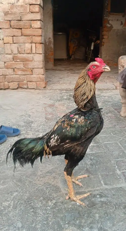 hen ooo — photo 3