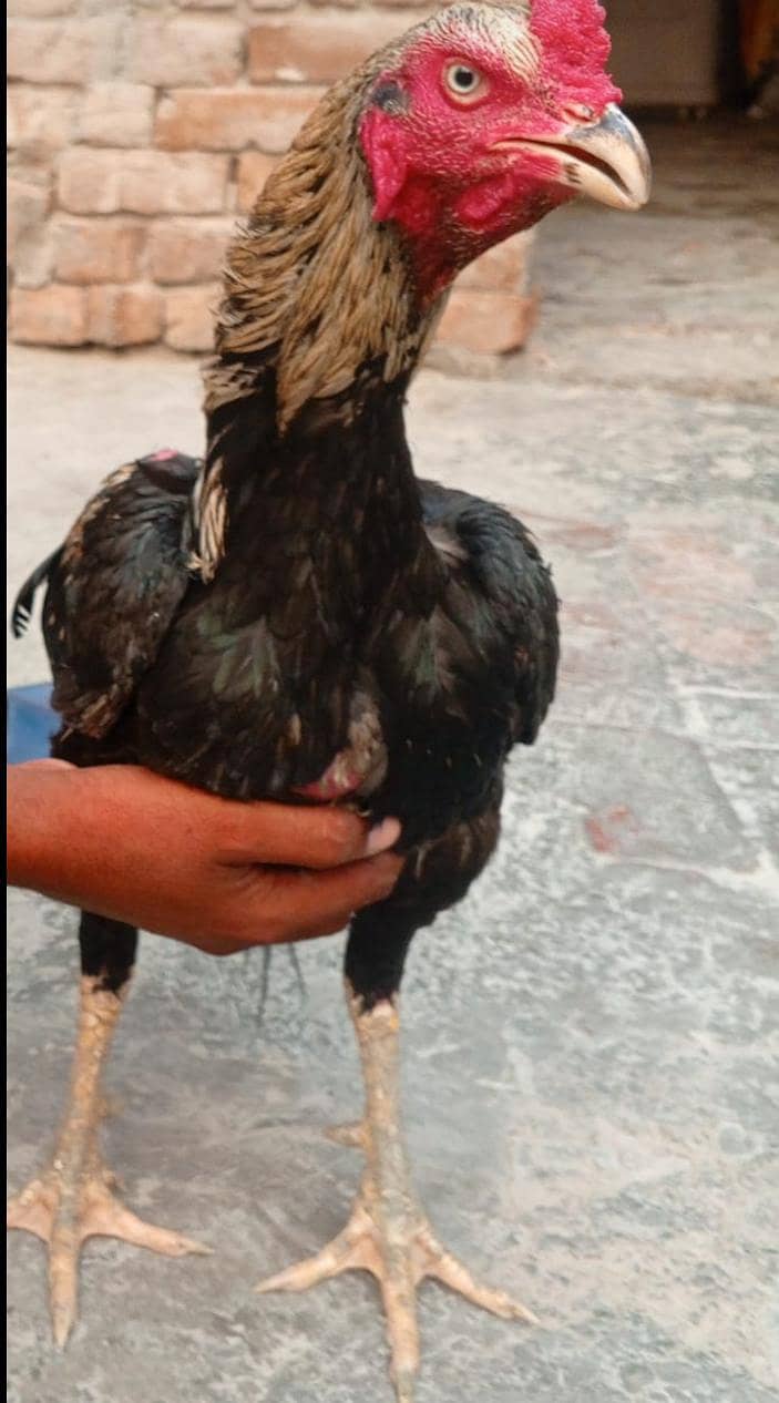 hen ooo 3