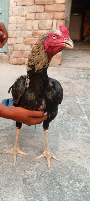 hen ooo 4