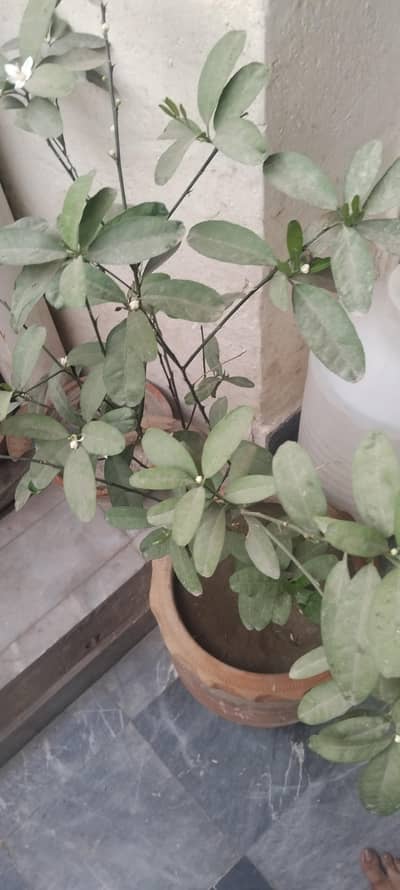 plants