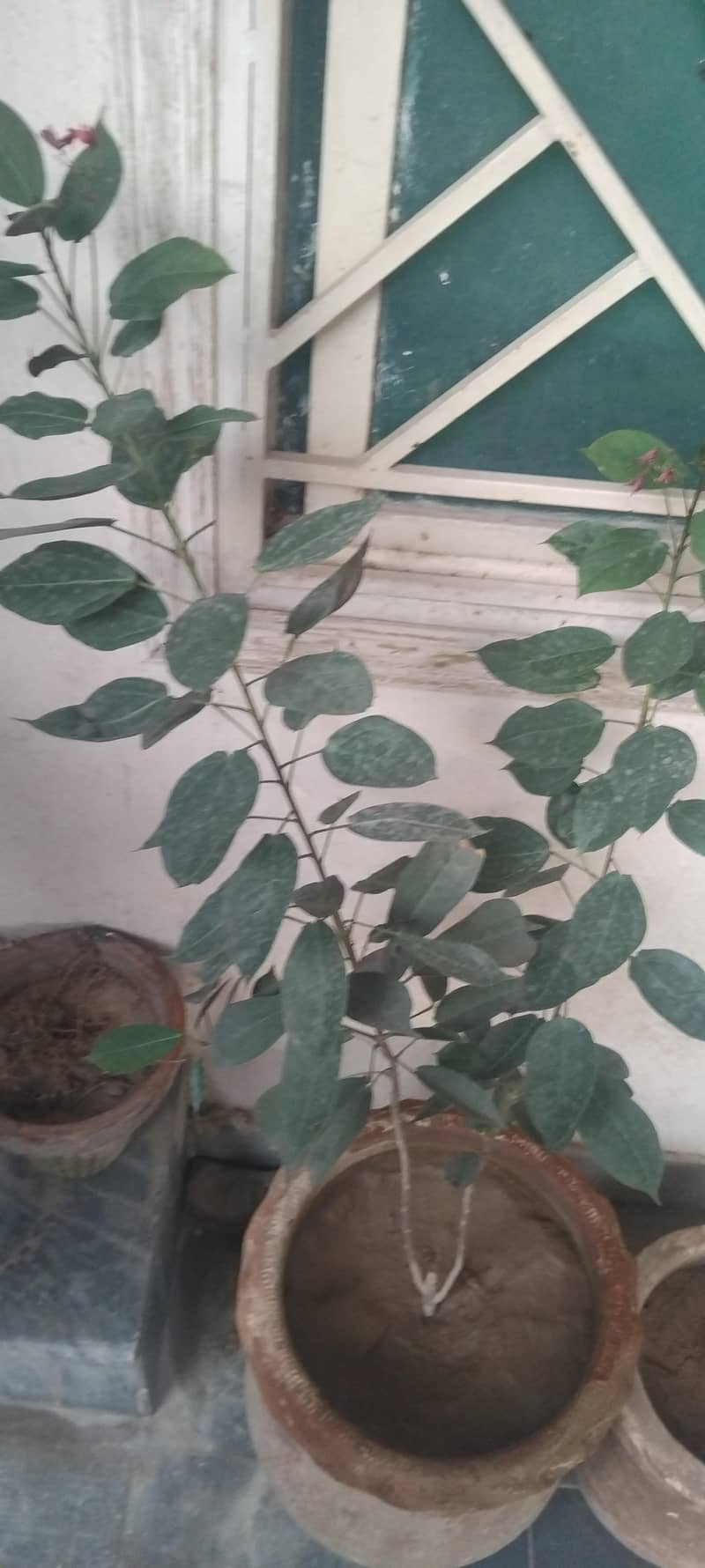 plants 1