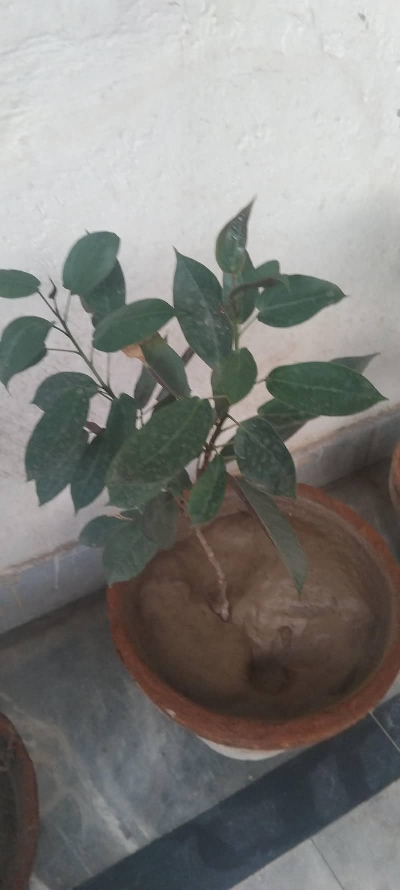plants 2