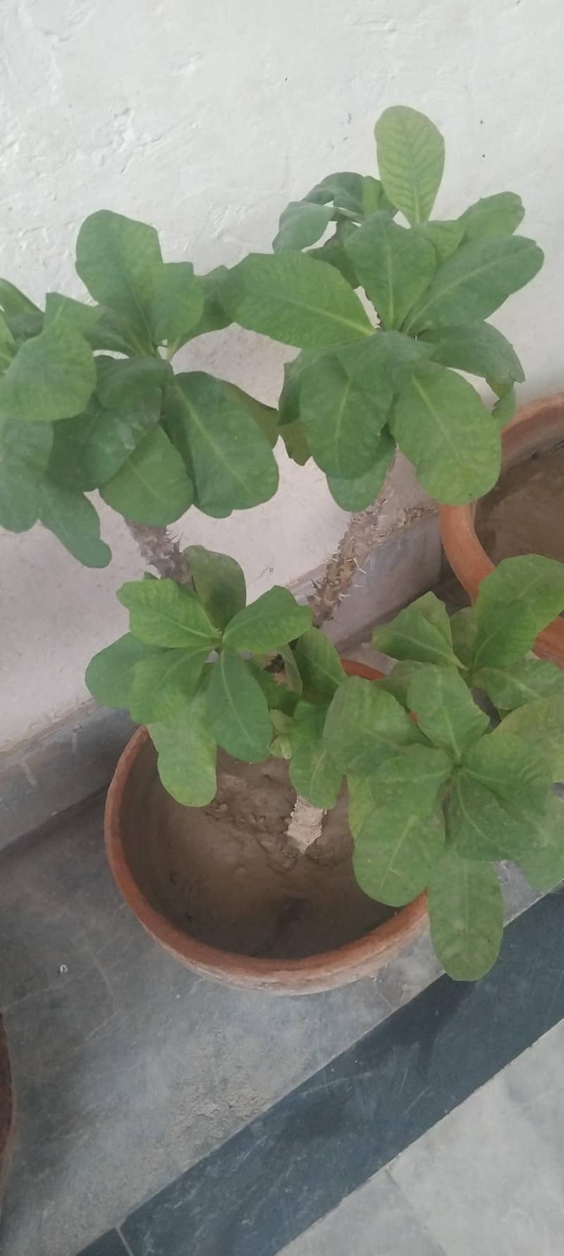 plants 3