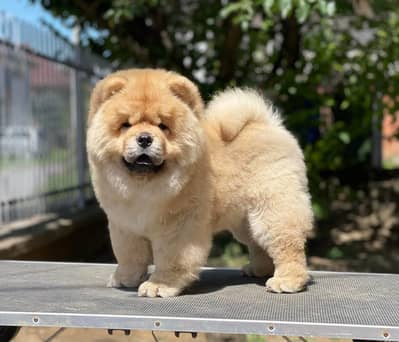 Chow Chow Puppy | Dog puppies for sale