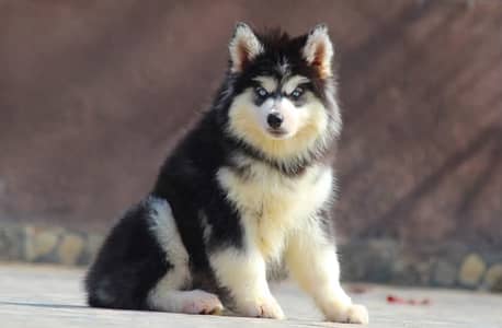 Siberian Husky Puppy | Wolly Coat | Blue Eyes Husky | Dog Puppies