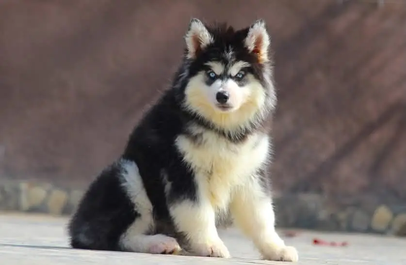 Siberian Husky Puppy | Wolly Coat | Blue Eyes Husky | Dog Puppies