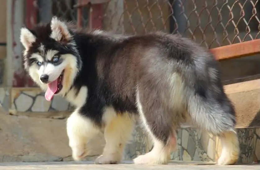 Siberian Husky Puppy | Wolly Coat | Blue Eyes Husky | Dog Puppies — photo 2