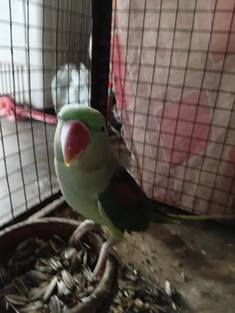 Raw Parrot Breeder Female | 0313-2414787 — photo 4