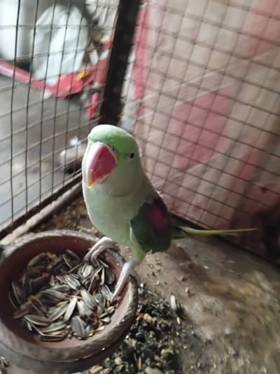 Raw Parrot Breeder Female | 0313-2414787