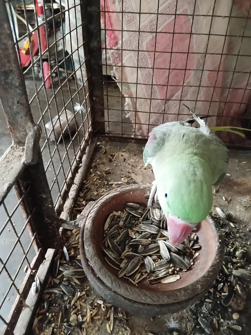Raw Parrot Breeder Female | 0313-2414787 — photo 3
