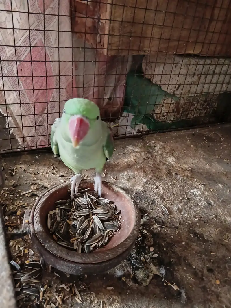 Raw Parrot Breeder Female | 0313-2414787 — photo 2