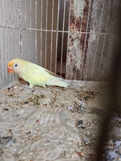deckino male available for sell