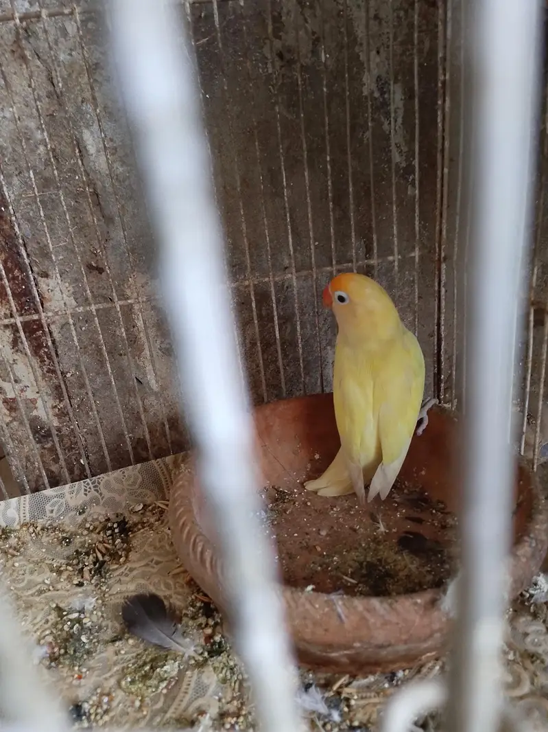 deckino male available for sell — photo 2