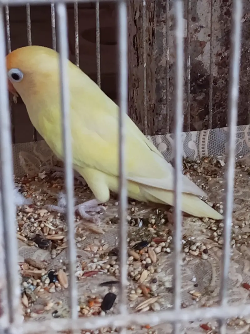 deckino male available for sell — photo 3