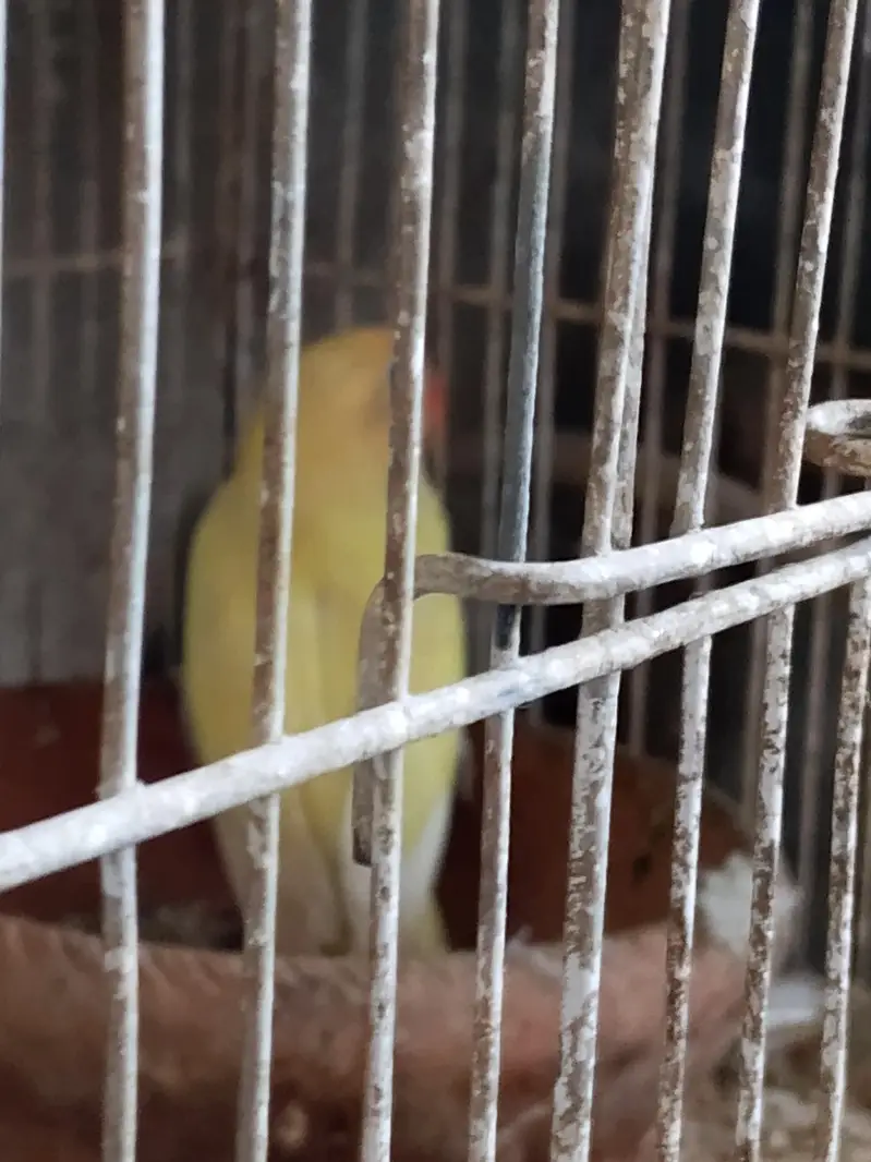 deckino male available for sell — photo 4