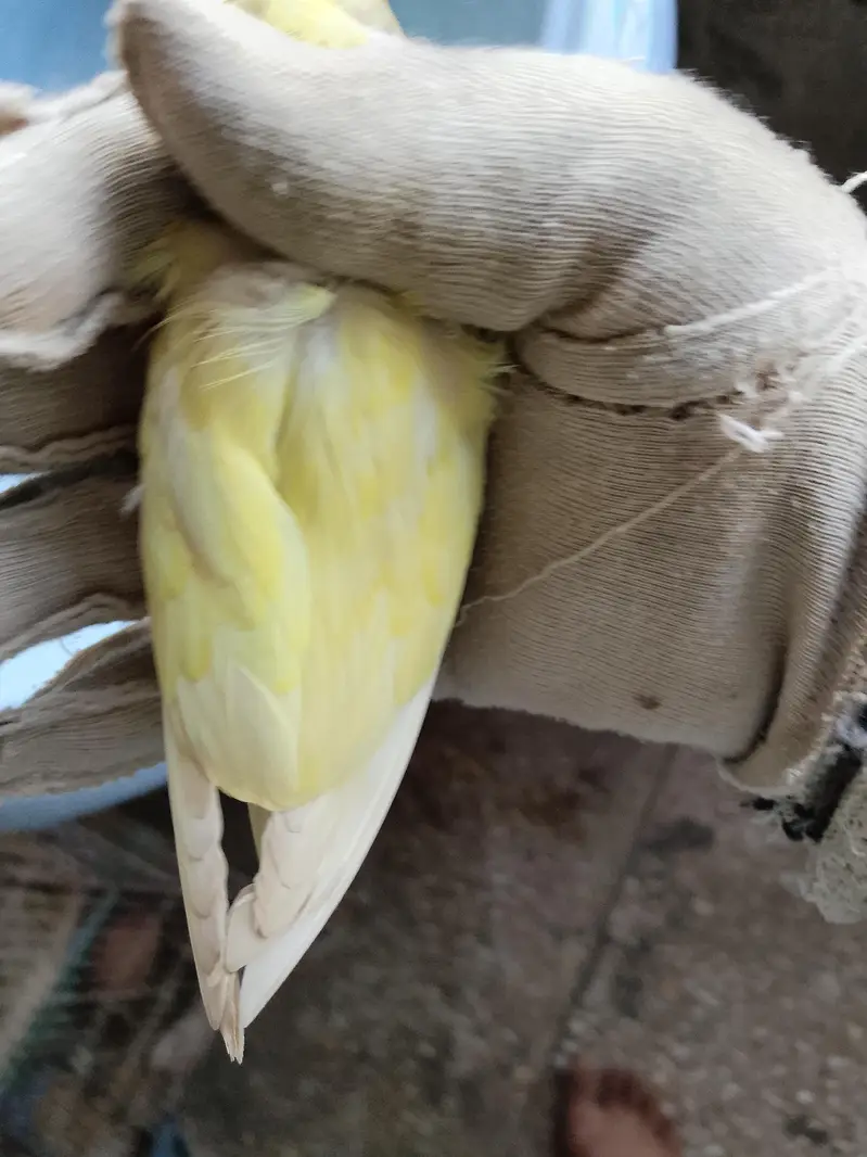 deckino male available for sell — photo 7