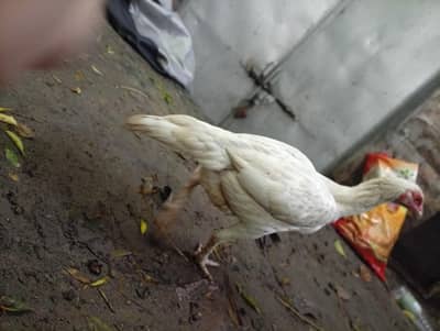 Healthy White heera aseel  for Sale – Good Condition