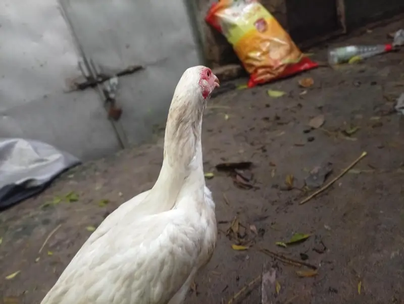 Healthy White heera aseel  for Sale – Good Condition — photo 3