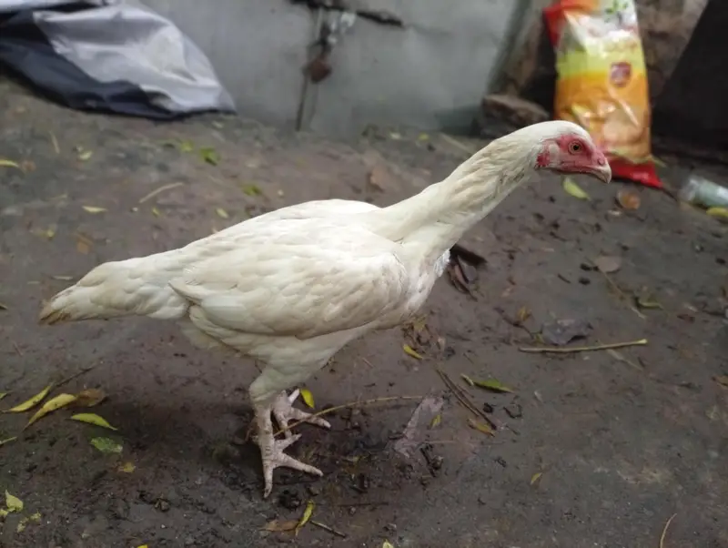 Healthy White heera aseel  for Sale – Good Condition — photo 4