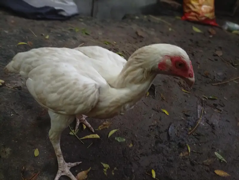 Healthy White heera aseel  for Sale – Good Condition — photo 5