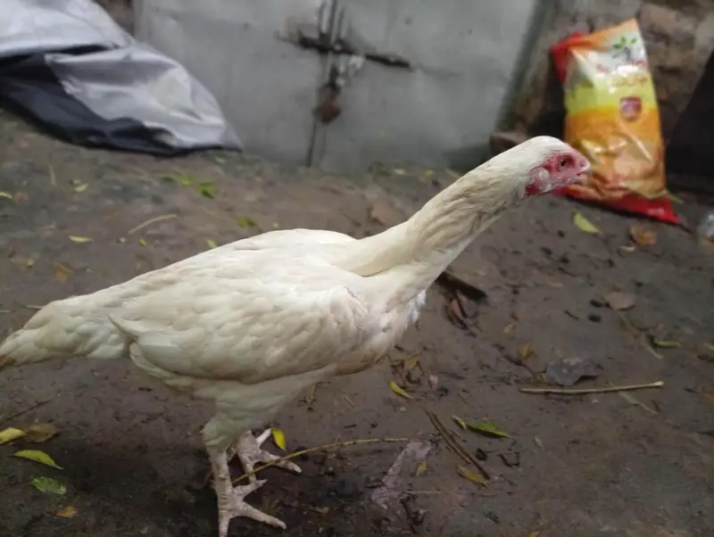 Healthy White heera aseel  for Sale – Good Condition — photo 6