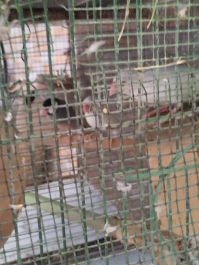 BIRDS WITH CAGE SETUP