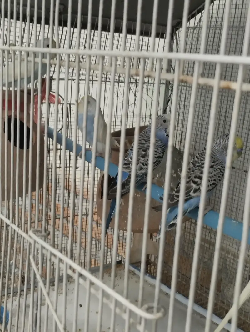 BIRDS WITH CAGE SETUP — photo 2