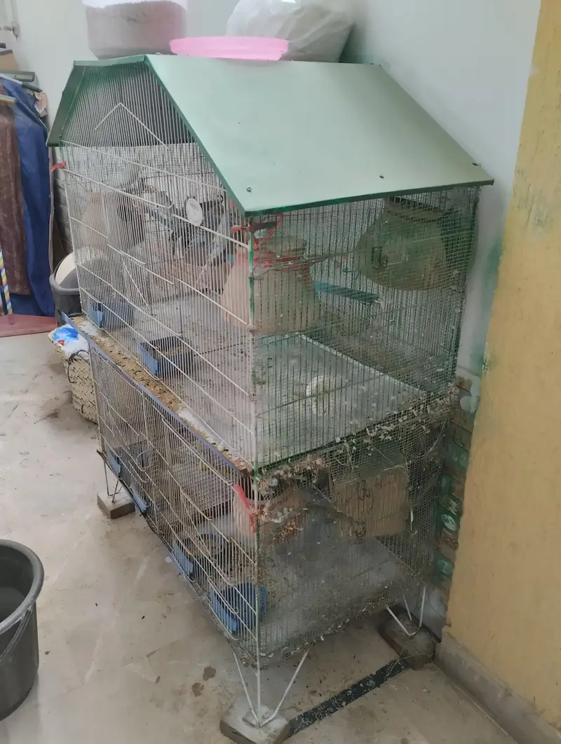 BIRDS WITH CAGE SETUP — photo 3