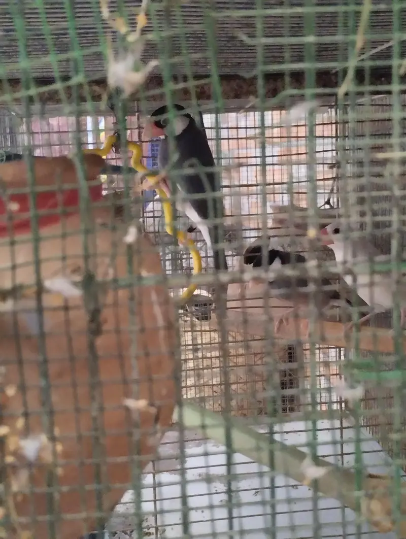 BIRDS WITH CAGE SETUP — photo 4