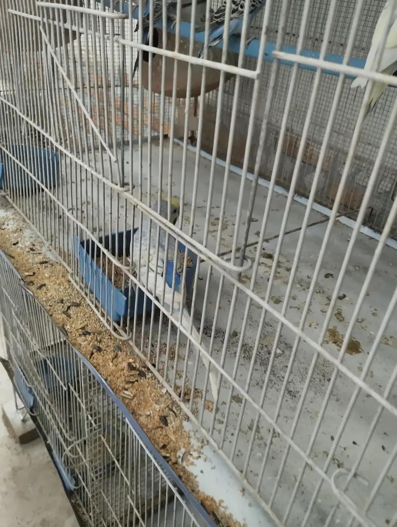 BIRDS WITH CAGE SETUP — photo 5