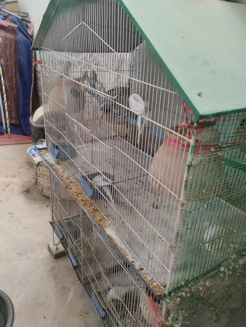BIRDS WITH CAGE SETUP — photo 6