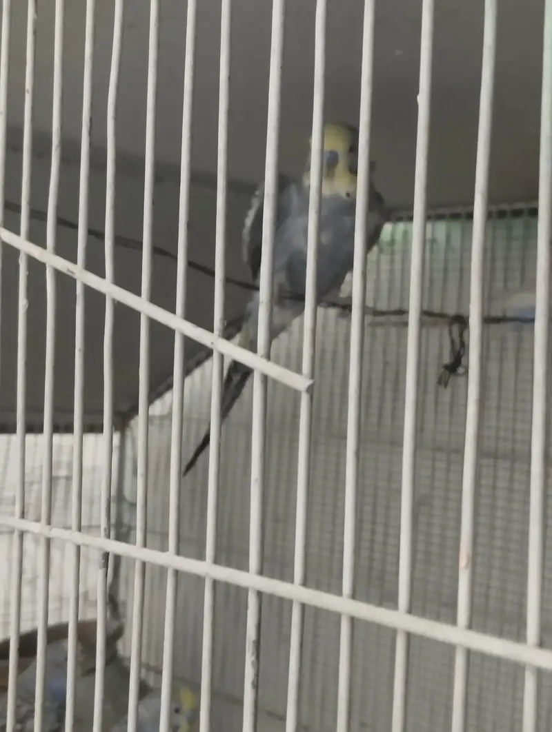 BIRDS WITH CAGE SETUP — photo 7