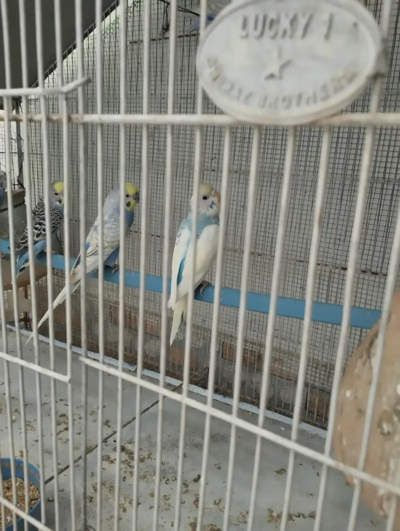 BIRDS WITH CAGE SETUP — photo 8