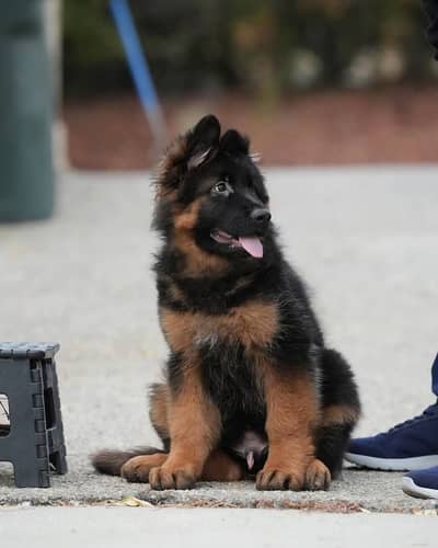 German Shepherd Puppy | GSD | Long Coat | Puppies | Dog for sale