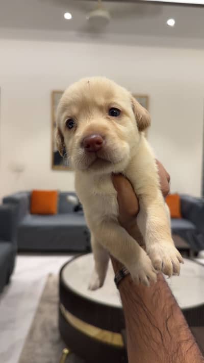 Beautiful Labrador Puppy for Sale – Healthy, Playful & Well-Cared For