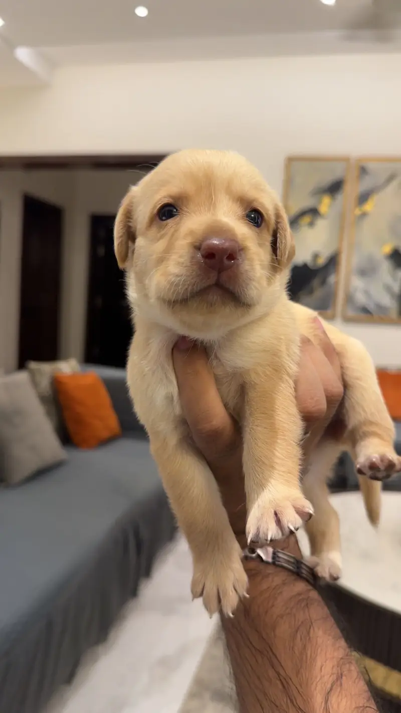 Beautiful Labrador Puppy for Sale – Healthy, Playful & Well-Cared For — photo 2